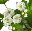Osivo hloh jednosemenný Crataegus monogyna 10 ks původní česká dřevina s bílým květenstvím pro pěstování ze semene a založení živého plotu 1