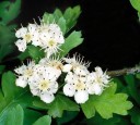Osivo hloh jednosemenný Crataegus monogyna 10 ks původní česká dřevina s bílým květenstvím pro pěstování ze semene a založení živého plotu 2