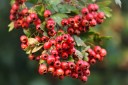 Osivo hloh jednosemenný Crataegus monogyna 10 ks původní česká dřevina s bílým květenstvím pro pěstování ze semene a založení živého plotu 3