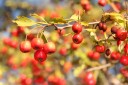 Osivo hloh jednosemenný Crataegus monogyna 10 ks původní česká dřevina s bílým květenstvím pro pěstování ze semene a založení živého plotu 4