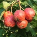 Osivo hloh perovitoklaný Crataegus pinnatifida 10 ks čínska ovocná drevina s jedlými plodmi a perovitými listami pre neobvyklú výsadbu 1
