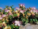 Osivo kapary trnité Capparis spinosa 50 ks středomořský polokeř s velkými bílými květy pro výsev a sběratelské domácí pěstování 2