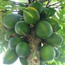Osivo papáji Carica papaya 100 ks oblíbená tropická ovocná dřevina s dlanitými listy pro hromadný výsev a kádové pěstování v interiéru 2