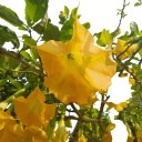 Osivo zlaté brugmansie Brugmansia aurea 10 ks andská kvetoucí dřevina se žlutými trubkovitými květy pro výsev a kádové pěstování 1