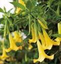 Osivo zlaté brugmansie Brugmansia aurea 10 ks andská kvetoucí dřevina se žlutými trubkovitými květy pro výsev a kádové pěstování 2