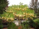Osivo zlaté brugmansie Brugmansia aurea 10 ks andská kvetoucí dřevina se žlutými trubkovitými květy pro výsev a kádové pěstování 3
