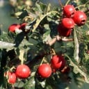 Pachet mare de semințe de păducel chinezesc Crataegus pinnatifida 100 bucăți pom fructifer cu fructe roșii pentru proiecte de peisaj 3