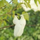 Palomas decorativas para boda 2 uds. 5