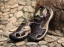 Pánske turistické sandále J2204 1