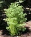 Paquete a granel de semillas de criptomeria japonesa Cryptomeria japonica 400 uds siempreverde conífera para plantaciones forestales y alineaciones 2