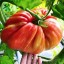 Paradajka Supersteak mäsité semená zeleniny ľahké a rýchle pestovanie veľké okrúhle paradajka až 1 kg semienka 10 ks 1