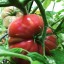 Paradajka Supersteak mäsité semená zeleniny ľahké a rýchle pestovanie veľké okrúhle paradajka až 1 kg semienka 10 ks 3