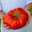 Paradajka Supersteak mäsité semená zeleniny ľahké a rýchle pestovanie veľké okrúhle paradajka až 1 kg semienka 10 ks 4