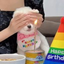 Párty oblečok pre psov a mačky s čiapkou a výšivkou Happy Birthday Narodeninový kostým 3
