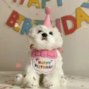Párty oblečok pre psov a mačky s čiapkou a výšivkou Happy Birthday Narodeninový kostým 5