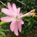 Passion Flower Seeds Passiflora tripartita 5 pcs Andean Climber Taxo with Pink Flowers and Edible Fruits For Greenhouse and Support 3