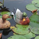 Pato para decoración de jardín 2