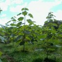 Paulownia elongata Seeds 100 pcs Fast Growing Ornamental Tree with Purple Tubular Flowers For the Garden or as a Specimen 2