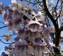 Paulownia fortunei magvak 200 db Gyorsan növő díszfaként világos lila csöves virágokkal Kertbe és szoliterként 2