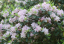 Pěnišník menší Rhododendron minus Okrasný keř Snadné pěstování venku 25 ks semínek 2