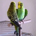 Perchoir en bois pour oiseaux C803 2