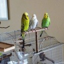 Perchoir en bois pour oiseaux C803 3