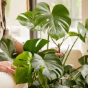 Pernos de soporte para plantas de interior, apilables 3 unidades, soporte para plantas vivas y guiado de tallos en macetas 2