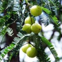 Phyllanthus Acidus Seeds 5 pcs Fruit Tree with Edible Yellow Ribbed Fruits of Sour Taste For Greenhouse and Conservatory 2