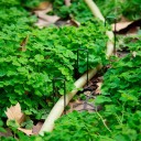 Picchetto di ancoraggio per tubo da giardino 50 pz 4