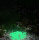 Piedras luminosas - 50 uds. J3222 4