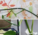 Pinces pour la fixation des plantes grimpantes 30 pcs 2