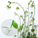 Pinces pour la fixation des plantes grimpantes 30 pcs 3