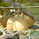 Pinces pour plantes 2000 pcs 6