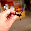 Piques à apéritif en forme de fourmi 5