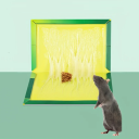 Placa adesiva para ratos e ratas 24 x 17 cm Armadilha forte para roedores Armadilhas adesivas seguras 5 unid Proteção eficaz contra pragas 4