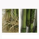 Plant Growth Nutrient Supporting Rooting 50 ml Liquid Preparation in a Bottle 3 × 8 cm Green Nutrient for Rooting Plants 2