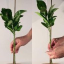 Plant Label Stakes 50 pcs 5