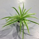 Planta Artificial Zelenec 1