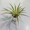 Plante artificielle Zelenec 2