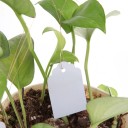 Planteetiketter 100 stk H906 5