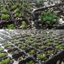 Plantepotte til frøplanter 10 stk. 2