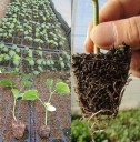 Plantering blomkruka för plantor 10 st. 4