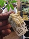 Planteterninger 2