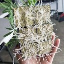 Planteterninger 3