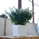 Plastik urtepotte H997 4
