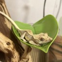 Plastisk blad med sugekop 7,2 x 18,5 cm til krybdyr, terrariedekoration, varmeplatform til krybdyr 16