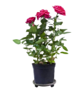 Plateau rond universel pour pot de fleurs 30–33 cm Support mobile en plastique sur roulettes avec frein Tapis de protection résistant pour pots 2