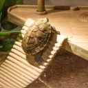 Plateforme pour terrarium 2