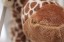 Pluszowa żyrafa - bawełna - 20 cm 6