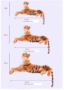 Plys tiger 30 - 50 cm - bomuld 6